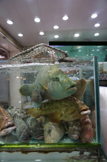 未成年的蘇眉被賣至本港的食肆。(圖片提供: 香港大學生物科學學院薛綺雯教授)