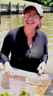 Lead author Denise Breitburg, a marine ecologist with the Smithsonian Environmental Research Center, is discovering how low oxygen can make life harder for fish and oysters in Chesapeake Bay. Besides making it more difficult for fish like silversides to avoid predators, falling oxygen levels can hamper oyster growth and reproduction, and make them more vulnerable to disease and death. (Photo: Tina Tennessen/Smithsonian)