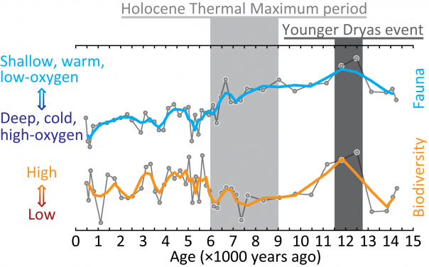 Deep-sea ostracod faunal component and diversity changes in the western tropical Pacific for the last 15,000 years. Fossil records show rapid faunal and diversity changes during the significant global climate change events of Younger Dryas and Holocene Thermal Maximum periods (highlighted by gray bands). Higher biodiversity means that there are more species in a sample.