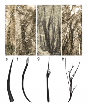 Pterosaurs had at least four feather types: filaments, filament bunches, tufted filaments and down feathers. Scale bars in photos a-d are: 100μm, 200μm, 500μm and 1mm. (Image by Zixiao Yang)