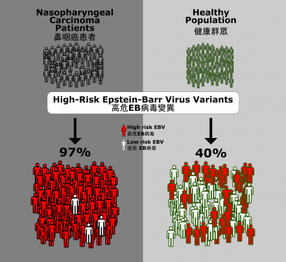 是次研究發現高危EB病毒變異與鼻咽癌息息相關。