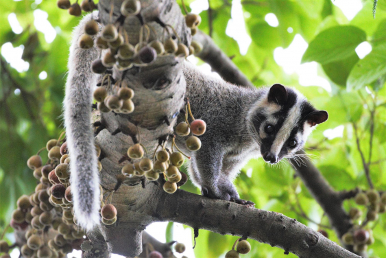 A Masked Palm Civet visiting Lung Fu Shan Environmental Education Centre