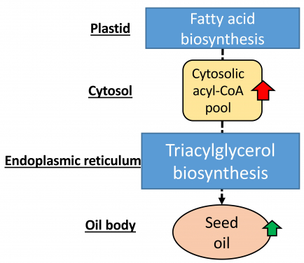 In OsACBP2-OEs, more OsACBP2 protein is available to bind acyl-CoA esters, enriching the cytosolic acyl-CoA pool (red arrow) and increasing oil production (green arrow).