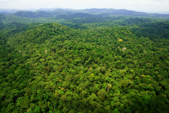 加蓬中部伊溫多河國家公園（Ivindo National Park）；相片來源： Kath Jeffery