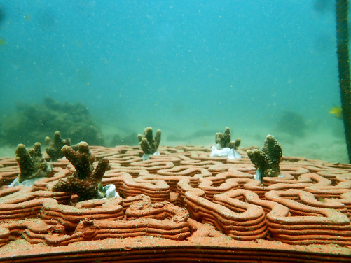 A structurally complex foundation for coral attachment with additional elements to aid the removal of sediments from the corals. (Photo Credit: Vriko Yu)