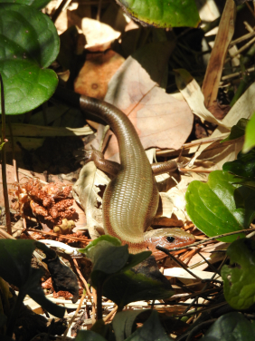  一隻在八丈小島曬太陽的岡田石龍子(Plestiodon latiscutatus)。（圖片提供: 長谷川雅美）