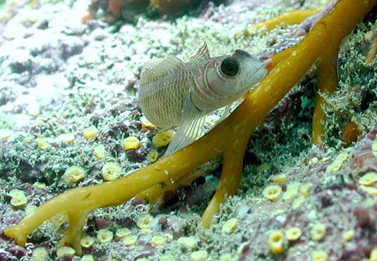 Common triplefin, Forsterygion lapillum, from New Zealand.
(Photo credit: Sean D. Connell)
 