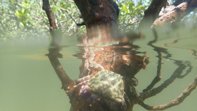 A large number of crabs, such as this Metopograpsus frontalis, find food and shelter in mangrove forests. (Photo credit: Stefano Cannicci)