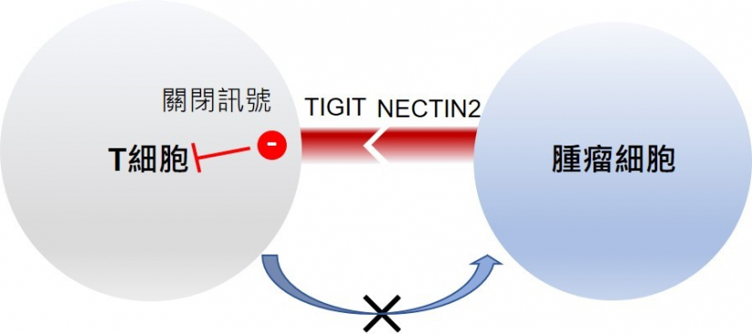 The research team identified an important TIGIT-NECTIN2 immune checkpoint axis in liver cancer, of which the molecular ligand - NECTIN2, on tumour cell surface is bound to one of the T cell receptors – TIGIT, and could induce a ‘off’ signal to suppress T cell activity. This indicates the possibility to restore immune attack on tumour cells by creating inhibitor that could target TIGIT-NECTIN2 immune checkpoint axis, as well as developing a more effective precision treatment for liver cancer.
 