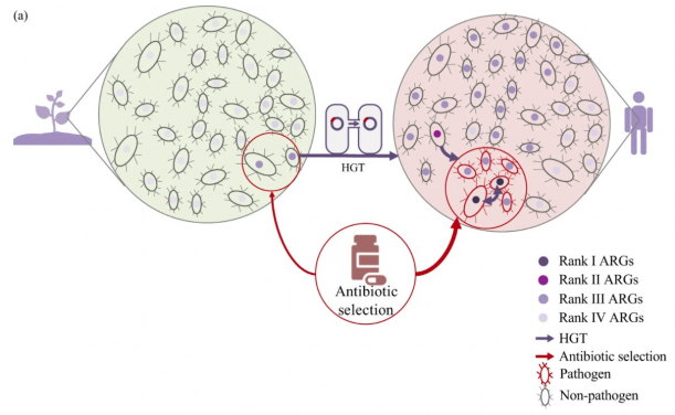 A conceptual model to demonstrate the evolution and emergence of ARGs accelerated by selective pressure of antibiotics