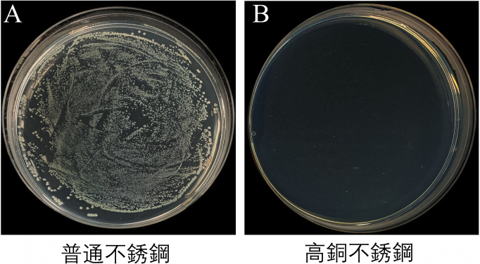 圖三. A）普通不銹鋼菌落數；B)高銅不銹鋼(20 wt%)菌落數
 