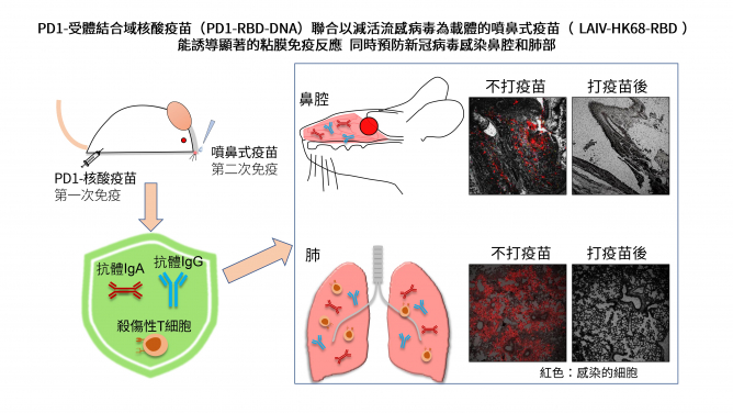 HKUMed discovers a novel vaccine strategy to prevent SARS-CoV-2 nasal infection


 