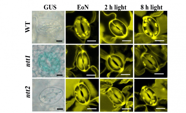 Staining of NTT transporters (blue, left panel) and starch granules (yellow, right panel) in GCs.
 