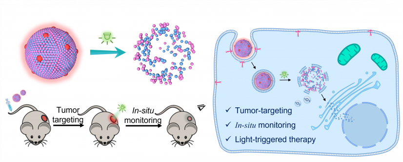研究團隊設計了一種簡單的由光響應前藥和染料組成的納米藥物。該納米藥物可針對腫瘤遞送藥物、助原位監測納米藥物，以及光控藥物釋放，以有效治療結直腸癌。