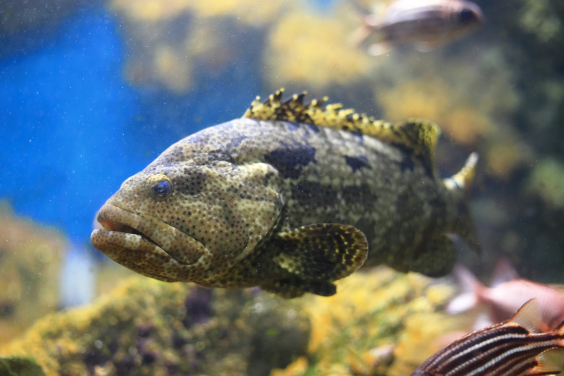 Epinephelus fuscoguttatus, a type of brown marbled grouper which is listed as vulnerable and decreasing according to The International Union for Conservation of Nature (IUCN) were detected in the study. 
 