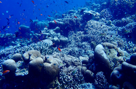 沙巴馬來西亞珊瑚大三角充滿活力的海洋生物，展現了該地區卓越的生物多樣性。 圖片提供：David M. Baker。