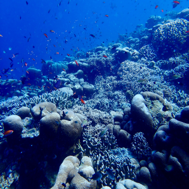 沙巴馬來西亞珊瑚大三角充滿活力的海洋生物，展現了該地區卓越的生物多樣性。（圖片提供：David M. Baker）