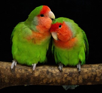 HKU and BIOPOLIS-CIBIO Biologists Reveal the Genetic ‘Switch’ Behind Parrot Color Diversity