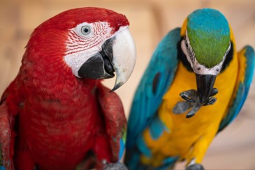 The vibrant colours of the scarlet macaw and the blue-and-yellow macaw arise from yellow and red pigments unique to parrots, called psittacofulvins. Credit: Pedro Miguel Araújo.