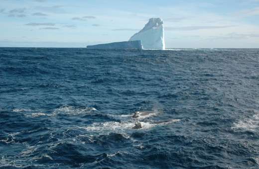 HKU Palaeobiologists Unlock 500,000 Years of Fossil Records Revealing Climate Change Impacts on Southern Ocean Ecosystems and Risks of Marine Carbon Removal 