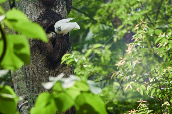 A Yellow-crested Cockatoo (Cacatua sulphurea) with its chick. Hong Kong is home to around 200 Yellow-crested Cockatoos, about 10% of the remaining global population. Photo credit: Carulus Kwok