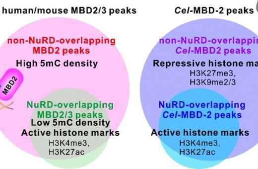 港大生物學家揭示細胞調控基因替代機制