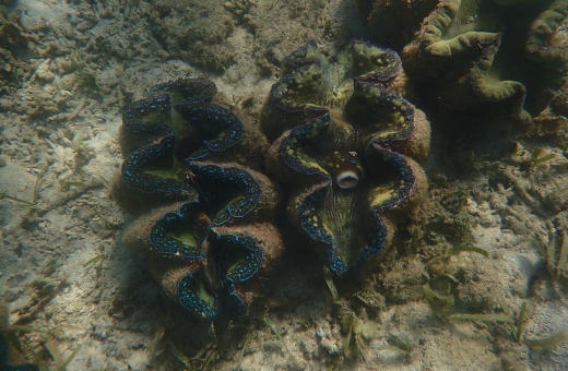 HKU Marine Scientists Reveal Giant Clam Feeding Strategy Could Determine Their Future Survival