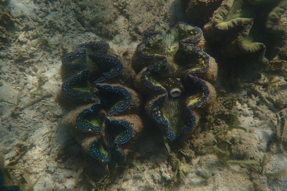 Image 1: The giant clam Tridacna gigas in a coral reef habitat. As one of the largest and fastest-growing giant clam species, it depends strongly on symbiotic algae that provide energy through photosynthesis. Image credit: Isis Guibert