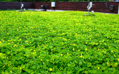 Green Roof